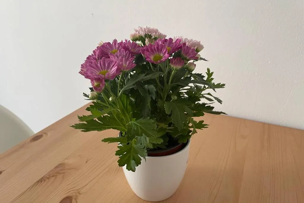 Apartamento Cosy Studio Near Central Station Viena